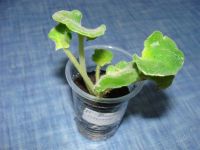 Лот: 1547746. Фото: 2. фиалка РС-Белиссимо,детка. Комнатные растения и уход