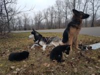 Лот: 16795888. Фото: 7. Щенки хаски, немецкая овчарка