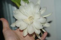 Лот: 9536586. Фото: 3. Эпифиллум (лесной кактус) №2. Растения и животные