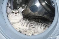 Лот: 7307788. Фото: 2. Британские котята. Животные и уход