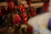 Лот: 4790926. Фото: 6. Canon EF 50mm f/1.4