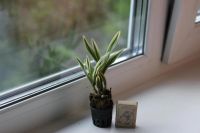Лот: 9922751. Фото: 2. Карликовый дендробиум ( Dendrobium... Комнатные растения и уход