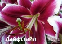 Лот: 12312767. Фото: 3. Лилия Цирано. Для дачи, дома, огорода, бани, парка