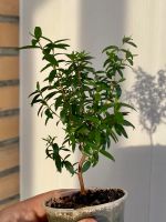 Лот: 9590133. Фото: 4. Мирт (Myrtus microphylla). Красноярск