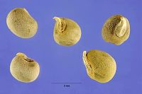 Лот: 3695904. Фото: 7. Бамия окра. Семена.