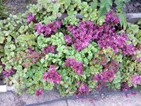 Лот: 13915461. Фото: 5. Почвопокровные растения. Энотера...