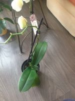 Лот: 15028722. Фото: 2. Орхидея. Комнатные растения и уход