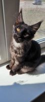 Лот: 25340464. Фото: 4. Котята Мейн кун. Красноярск