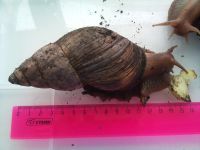 Лот: 5390701. Фото: 2. Улитка Ахатина. Животные и уход