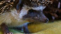 Лот: 16262878. Фото: 7. Карликовый африканский ежонок...