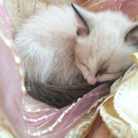Лот: 6847679. Фото: 3. Отдаём кошечку. Растения и животные