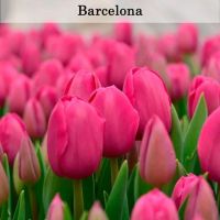 Лот: 16993176. Фото: 7. Тюльпаны оптом сорт "Barcelona...