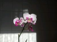 Лот: 11766869. Фото: 6. Орхидея гибрид от сорта Мелоди