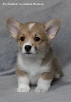 Лот: 24785841. Фото: 4. Щенки вельш-корги пемброк. Красноярск