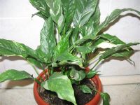 Лот: 813286. Фото: 2. спатифиллум "мелиса" остался один. Комнатные растения и уход