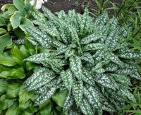 Лот: 15874087. Фото: 4. Медуница Сахарная "Леопард". Красноярск