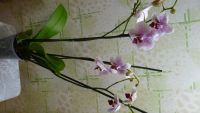 Лот: 3903263. Фото: 2. орхидея фаленопсис цветет 6. Комнатные растения и уход