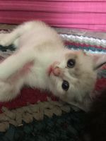 Лот: 19240694. Фото: 4. Котята в добрые руки. Красноярск