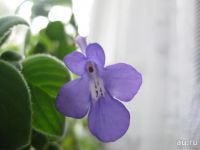 Лот: 8464316. Фото: 2. Стрептокарпелла (Streptocarpella... Комнатные растения и уход