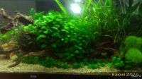 Лот: 9810569. Фото: 6. Анубиас Бартери НАНА (Anubias...