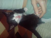 Лот: 37499. Фото: 2. котёнок