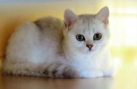 Лот: 6137473. Фото: 6. Британский котёнок (девочка 3...