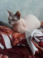 Лот: 11031249. Фото: 4. Кошка. Красноярск