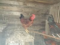 Лот: 12644587. Фото: 3. Петух син динь дянь. Растения и животные