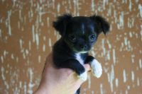 Лот: 10363555. Фото: 2. Щенок чихуахуа. Животные и уход