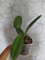 Лот: 14365349. Фото: 7. Орхидея каттлея сортовая N125