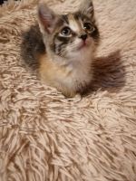 Лот: 16309186. Фото: 5. Котёнок(девочка)