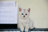 Лот: 8100450. Фото: 3. Продам британского котенка - мальчик... Растения и животные
