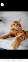 Лот: 18041461. Фото: 6. Котёнок