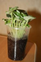 Лот: 3379331. Фото: 2. Фиалка. Комнатные растения и уход