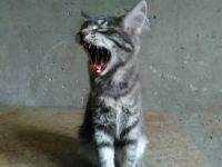 Лот: 11673842. Фото: 2. Котенок от Сибирской кошки. Животные и уход