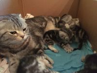 Лот: 6859303. Фото: 3. Шотландский котенок. Растения и животные