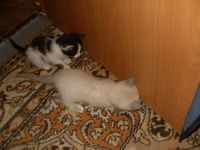 Лот: 4839810. Фото: 3. Отдам котят в хорошие руки!. Растения и животные