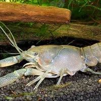 Лот: 11051776. Фото: 3. Голубой кубинский рак (Procambarus... Растения и животные