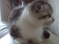 Лот: 4395318. Фото: 5. Шикарная вислоухая кошечка!