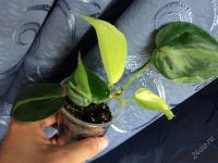Лот: 2783240. Фото: 2. Филодендрон лазящий Philodendron... Комнатные растения и уход