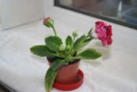 Лот: 4281108. Фото: 4. Глоксиния красная (цветет). Красноярск