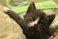Лот: 3012882. Фото: 5. Котята, котенок, киска!