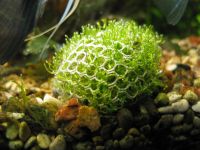 Лот: 13151679. Фото: 7. Риччия плавающая (Ricca fluitans...