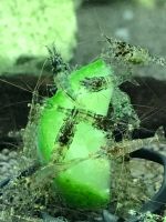 Лот: 18671034. Фото: 3. Сулавесская креветка сарасинорум... Растения и животные
