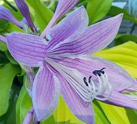 Лот: 20425036. Фото: 3. хоста Липстик Блонд (hosta Lipstick... Для дачи, дома, огорода, бани, парка