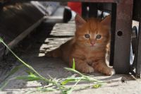 Лот: 10039343. Фото: 2. котята. Животные и уход