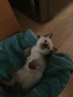 Лот: 7931610. Фото: 5. Сиамский котенок