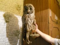 Лот: 461774. Фото: 2. чучело совы. Туризм, охота, рыбалка, самооборона