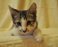 Лот: 5758003. Фото: 3. Котенок Тигра, 3,5 месяца!. Растения и животные