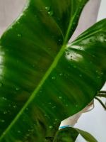 Лот: 23575407. Фото: 2. Филодендрон Бурле макс, ушел в... Комнатные растения и уход